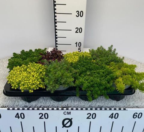 Sedum MIX