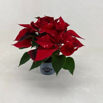 Euphorbia pulcherrima FANTASY STAR RED