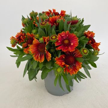 Gaillardia aristata SPINTOP RED