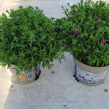 Aster LA VISTA MIX