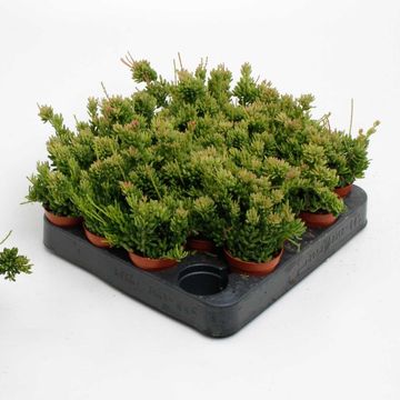 Rhipsalis mesembryanthemoides