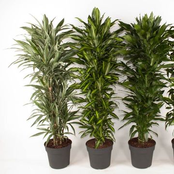 Dracaena MIX