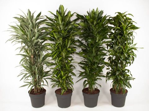 Dracaena MIX