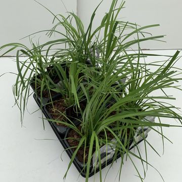 Cortaderia selloana MIX