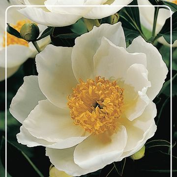 Paeonia 'Krinkled White'