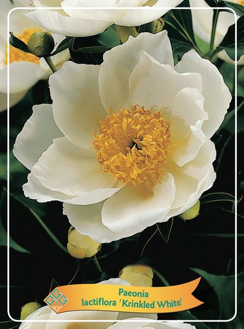 Paeonia 'Krinkled White'