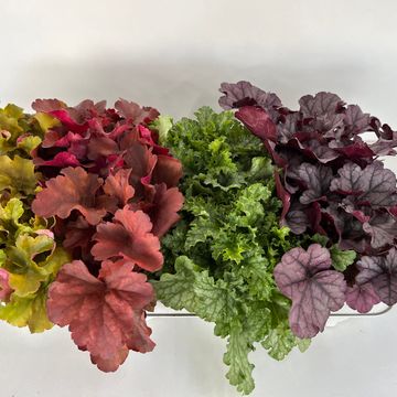 Heuchera MIX