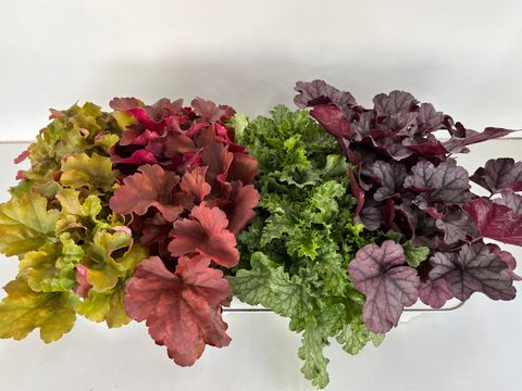 Heuchera MIX