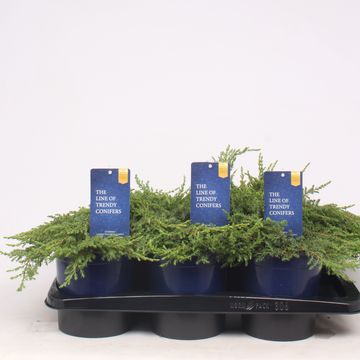 Juniperus communis 'Green Carpet'