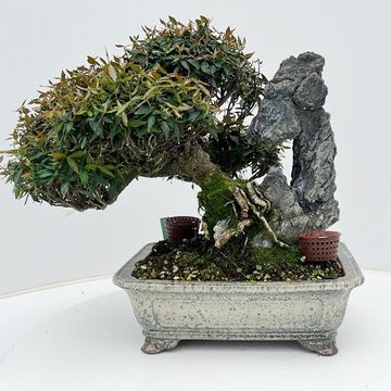 Trachelospermum asiaticum