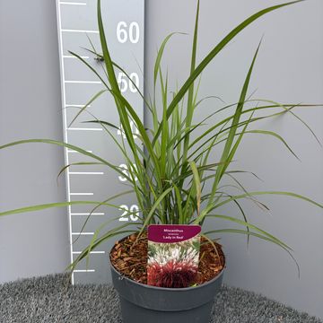 Miscanthus sinensis 'Lady in Red'