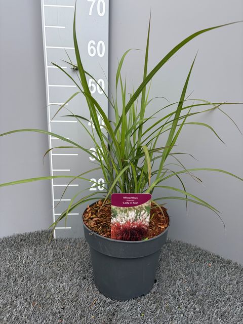 Miscanthus sinensis 'Lady in Red'