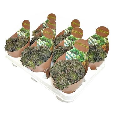 Sinocrassula yunnanensis