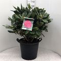 Rhododendron 'Pearce's American Beauty'