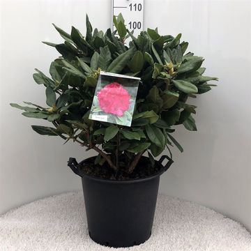 Rhododendron 'Pearce's American Beauty'