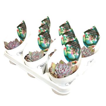 Echeveria chihuahuaensis