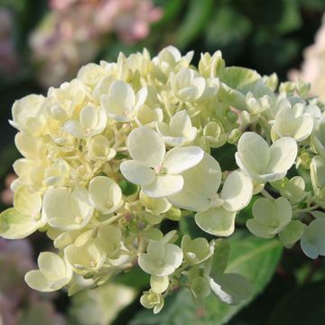 Hydrangea paniculata 'Bombshell'