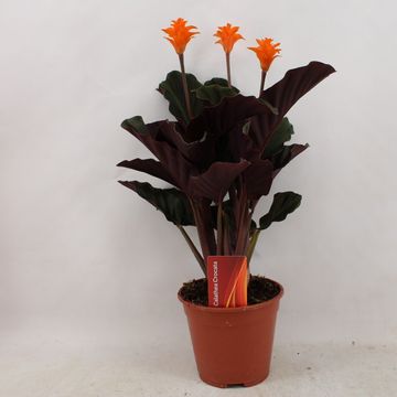 Calathea crocata