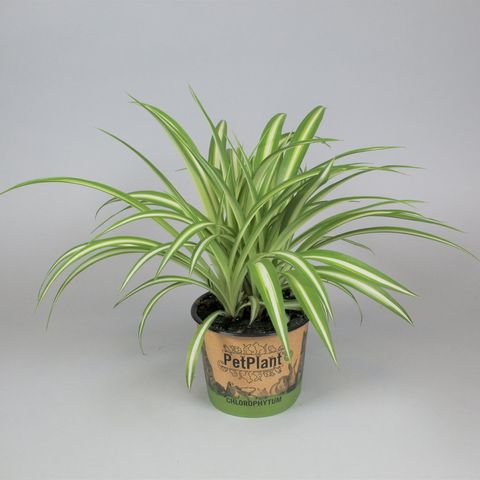 Chlorophytum comosum 'Вариегатум'