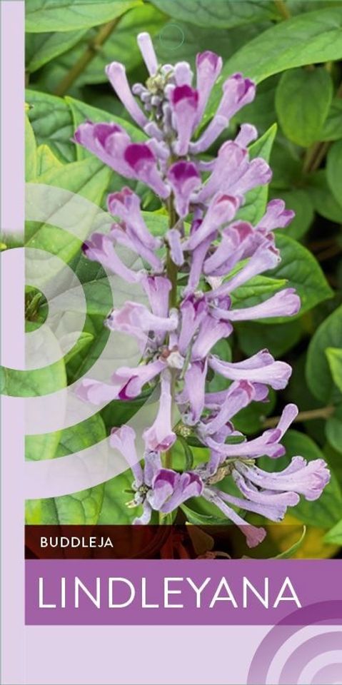 Buddleja lindleyana