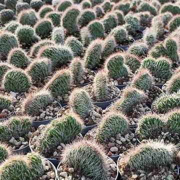 Nyctocereus serpentinus cristata