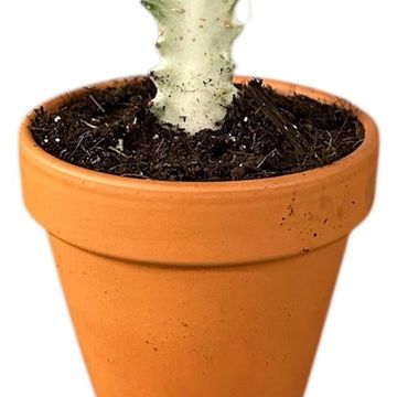 Euphorbia lactea 'White Ghost'