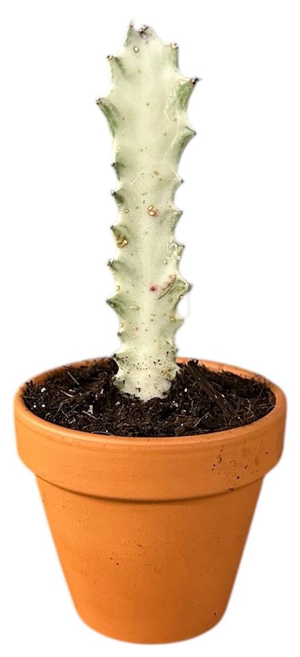 Euphorbia lactea 'White Ghost'