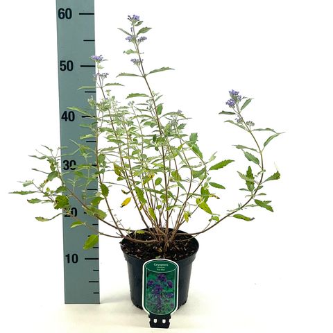 Caryopteris x clandonensis 'Kew Blue'