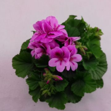 Pelargonium REGALIA LAVENDEL