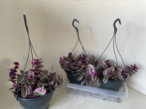 Tradescantia albiflora 'Nanouk'