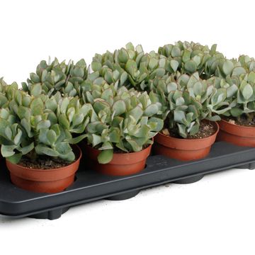 Crassula arborescens cristata