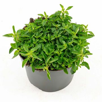 Origanum vulgare 'Compactum'