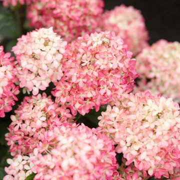 Hydrangea paniculata LITTLE XS ROSE LOVE