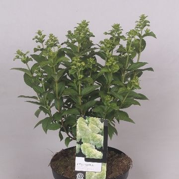 Hydrangea paniculata MAGICAL CANDLE