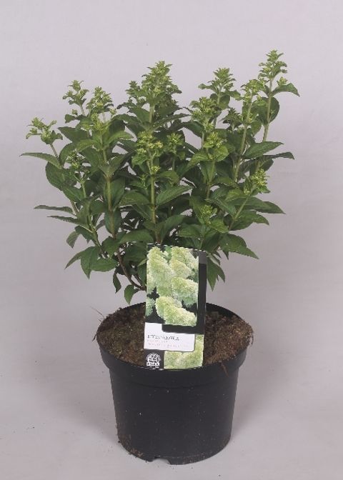 Hydrangea paniculata MAGICAL CANDLE — Plant Wholesale FlorAccess