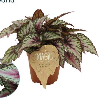 Begonia MAGIC COLOURS SALSA