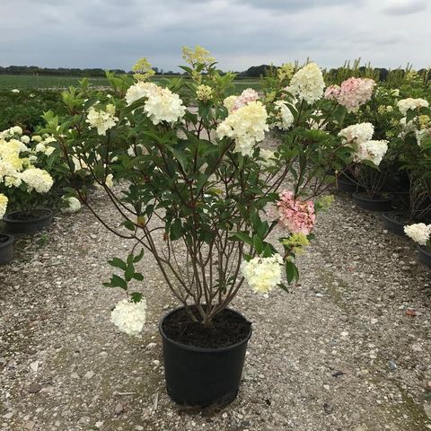 Hydrangea paniculata VANILLE FRAISE