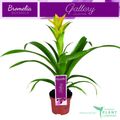 Guzmania 'Desire'