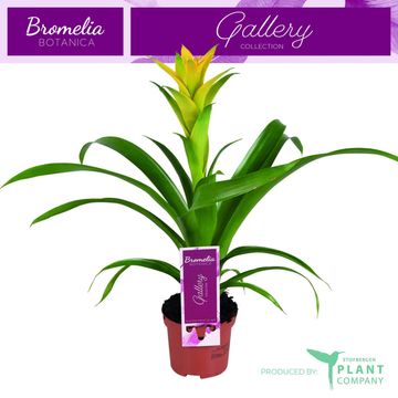 Guzmania 'Desire'