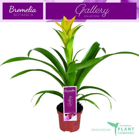 Guzmania 'Desire'