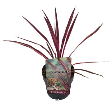 Cordyline australis PINK PASSION