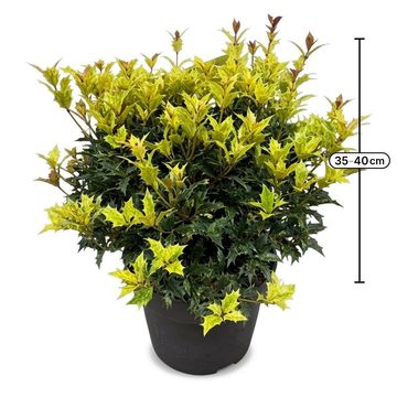 Osmanthus heterophyllus 'Goshiki'