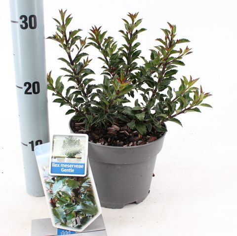 Ilex x meserveae GENTLE