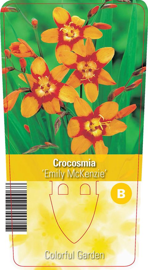 Crocosmia 'Emily McKenzie'