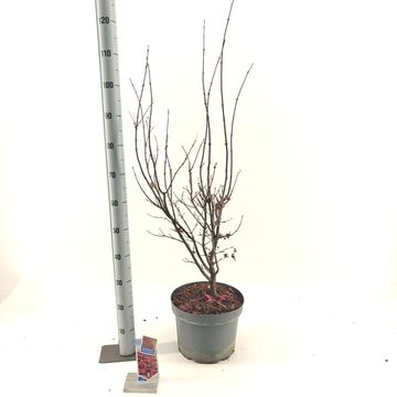 Acer palmatum 'Twombly’s Red Sentinel'