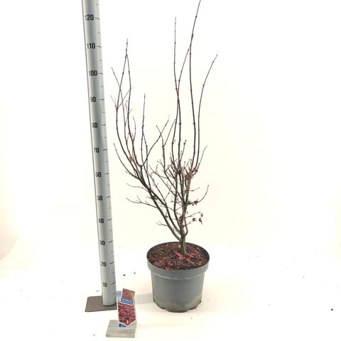 Acer palmatum 'Twombly’s Red Sentinel'