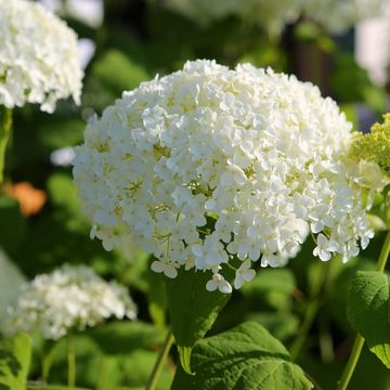 Hydrangea arborescens 'Annabelle'