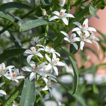 Eriostemon myoporoides 'Flower Girl White'