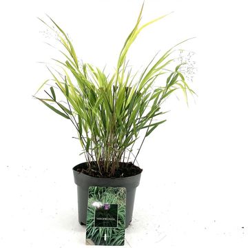 Hakonechloa macra