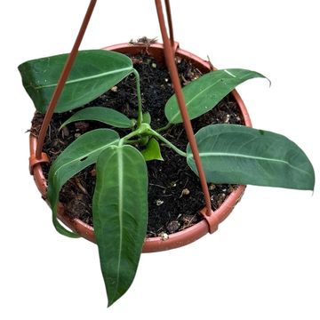 Anthurium pallidiflorum